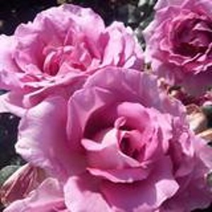 SAPPHIRE (aka Saphir) (floribunda)